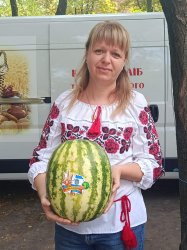 ������� �������� � fest�